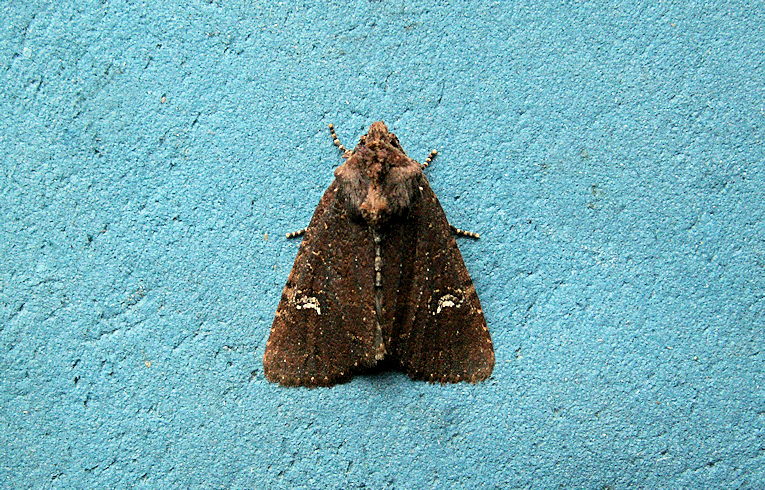 Lesser Common Rustic ?
